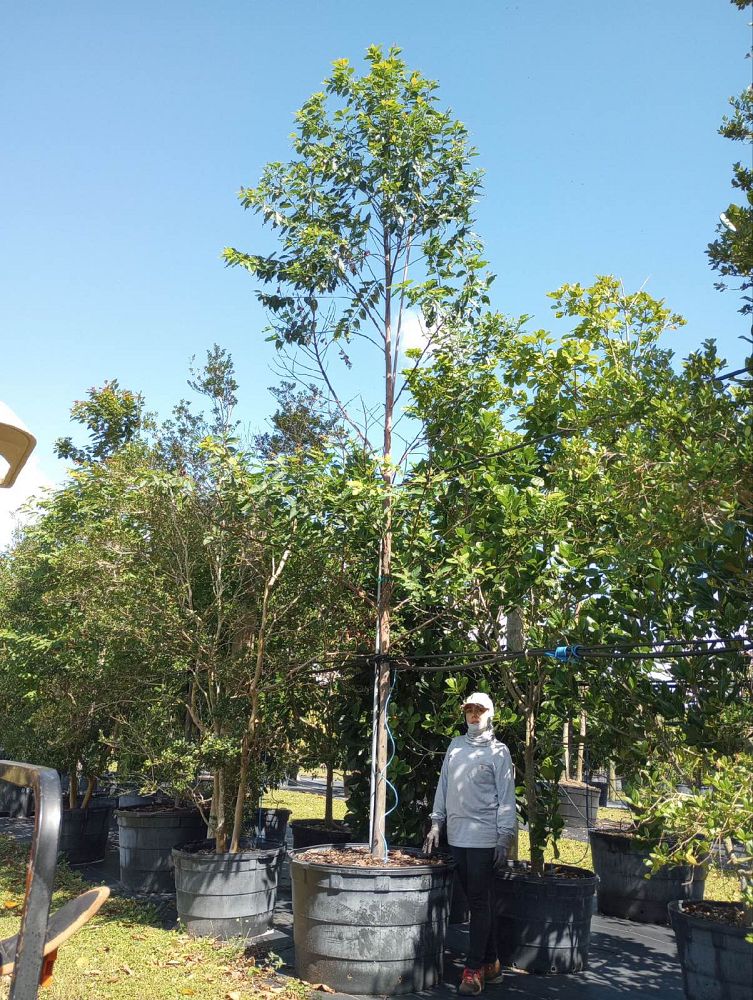 eucalyptus-deglupta-mindanao-gum-rainbow-eucalyptus
