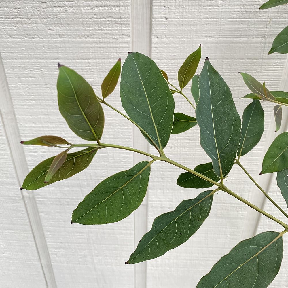 eucalyptus-deglupta-mindanao-gum-rainbow-eucalyptus