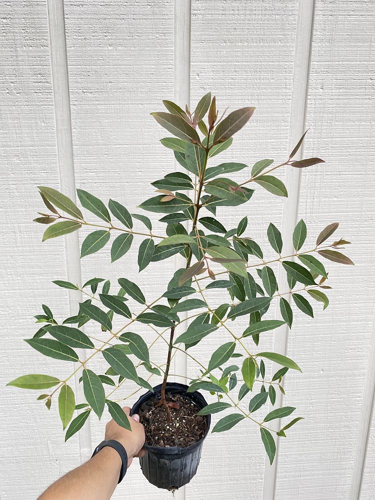 eucalyptus-deglupta-mindanao-gum-rainbow-eucalyptus