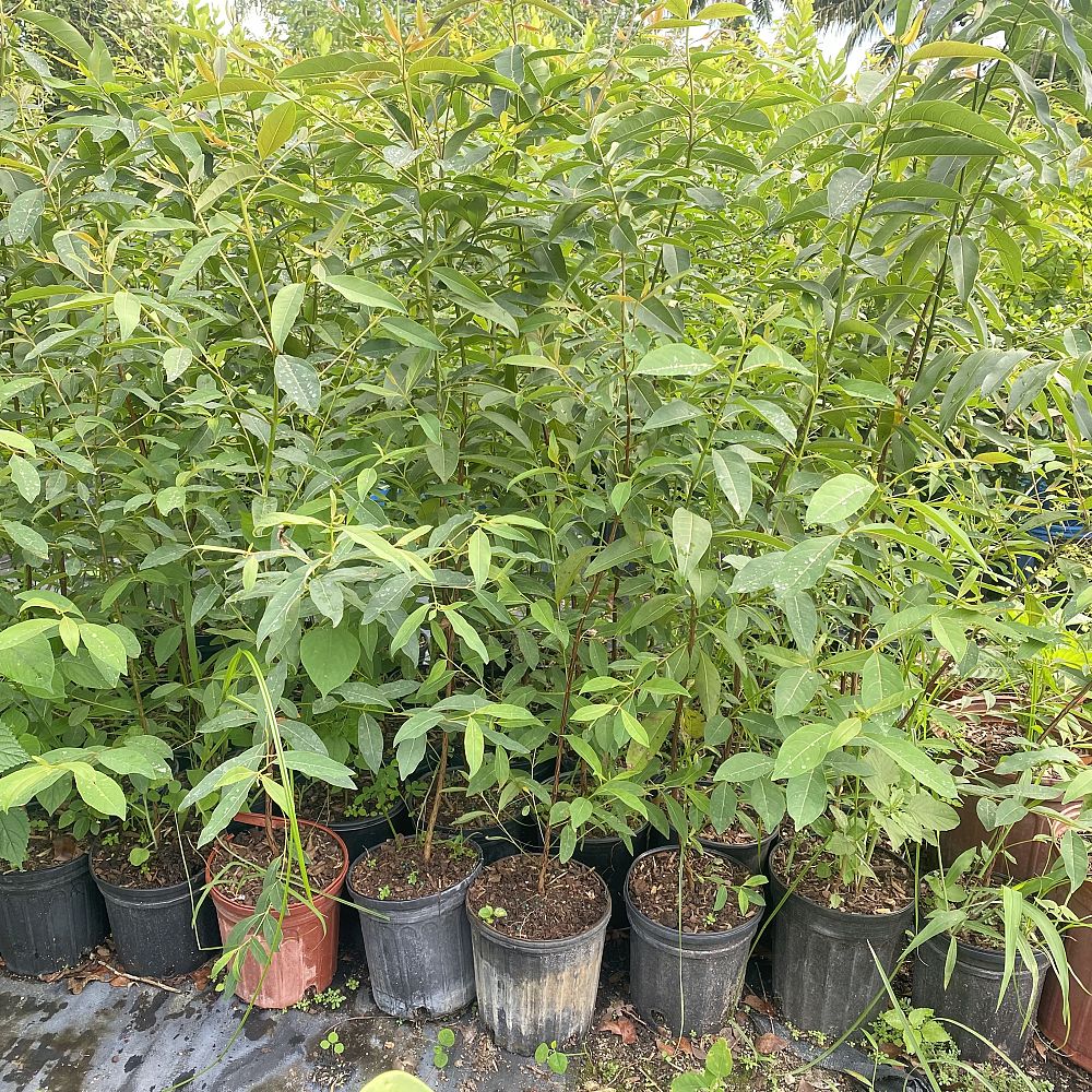 eucalyptus-deglupta-mindanao-gum-rainbow-eucalyptus