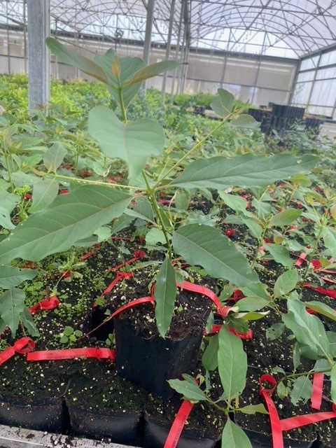 eucalyptus-deglupta-mindanao-gum-rainbow-eucalyptus