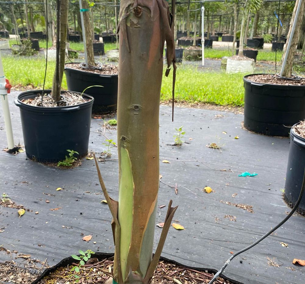 eucalyptus-deglupta-mindanao-gum-rainbow-eucalyptus