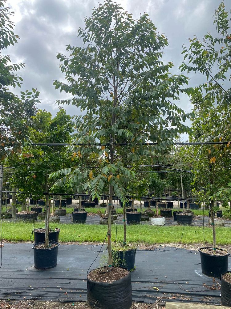eucalyptus-deglupta-mindanao-gum-rainbow-eucalyptus