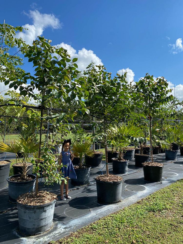 eucalyptus-deglupta-mindanao-gum-rainbow-eucalyptus