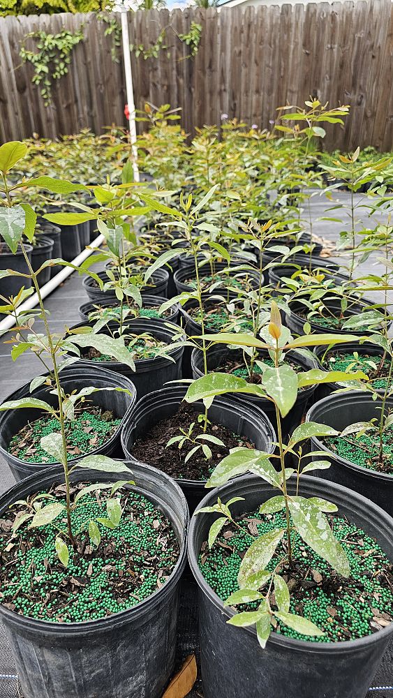 eucalyptus-deglupta-mindanao-gum-rainbow-eucalyptus