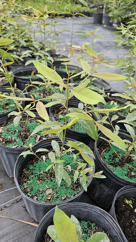eucalyptus-deglupta-mindanao-gum-rainbow-eucalyptus