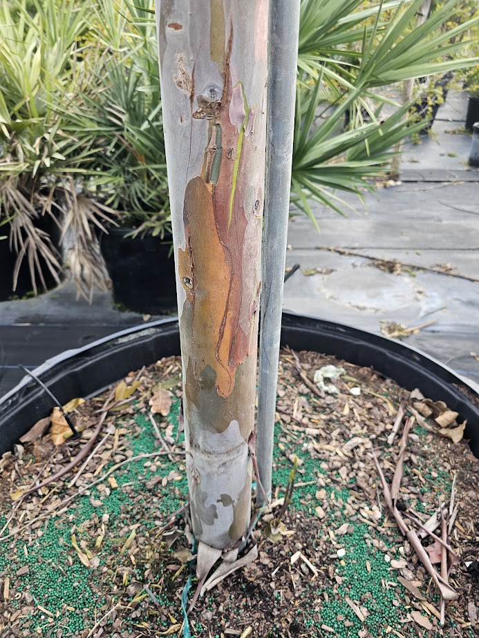 eucalyptus-deglupta-mindanao-gum-rainbow-eucalyptus