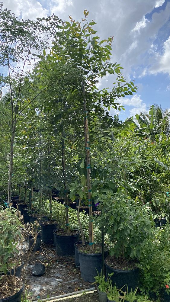 eucalyptus-deglupta-mindanao-gum-rainbow-eucalyptus