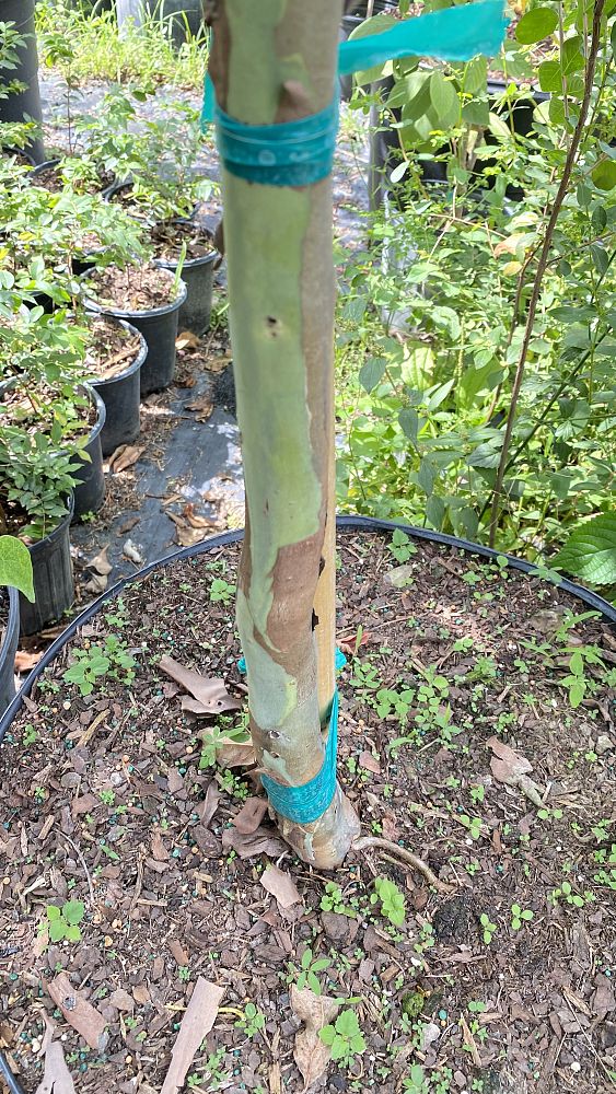 eucalyptus-deglupta-mindanao-gum-rainbow-eucalyptus