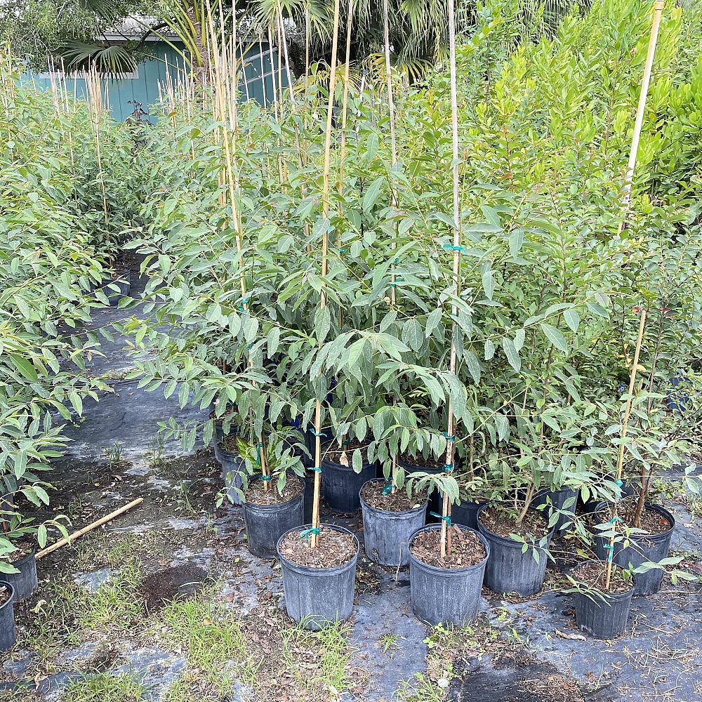 eucalyptus-deglupta-mindanao-gum-rainbow-eucalyptus