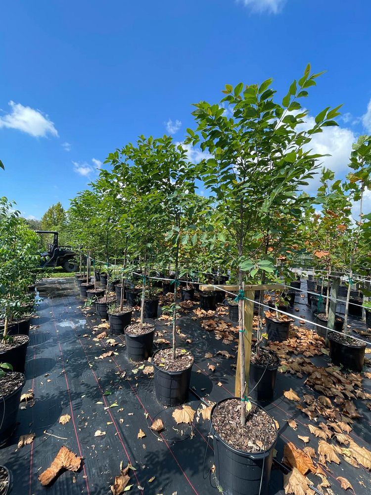 eucalyptus-deglupta-mindanao-gum-rainbow-eucalyptus