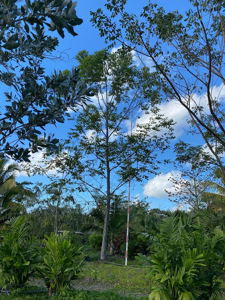 eucalyptus-deglupta-mindanao-gum-rainbow-eucalyptus