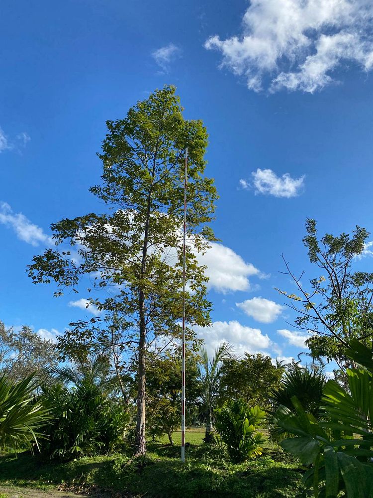 eucalyptus-deglupta-mindanao-gum-rainbow-eucalyptus