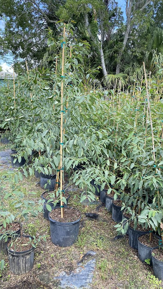 eucalyptus-deglupta-mindanao-gum-rainbow-eucalyptus