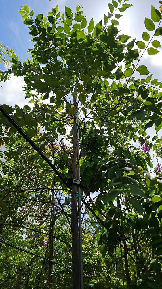 eucalyptus-deglupta-mindanao-gum-rainbow-eucalyptus