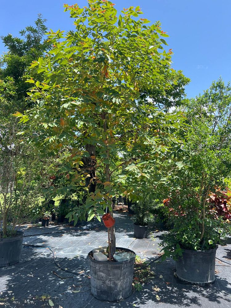 eucalyptus-deglupta-mindanao-gum-rainbow-eucalyptus