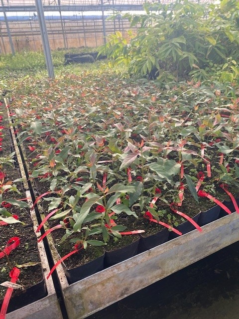 eucalyptus-deglupta-mindanao-gum-rainbow-eucalyptus