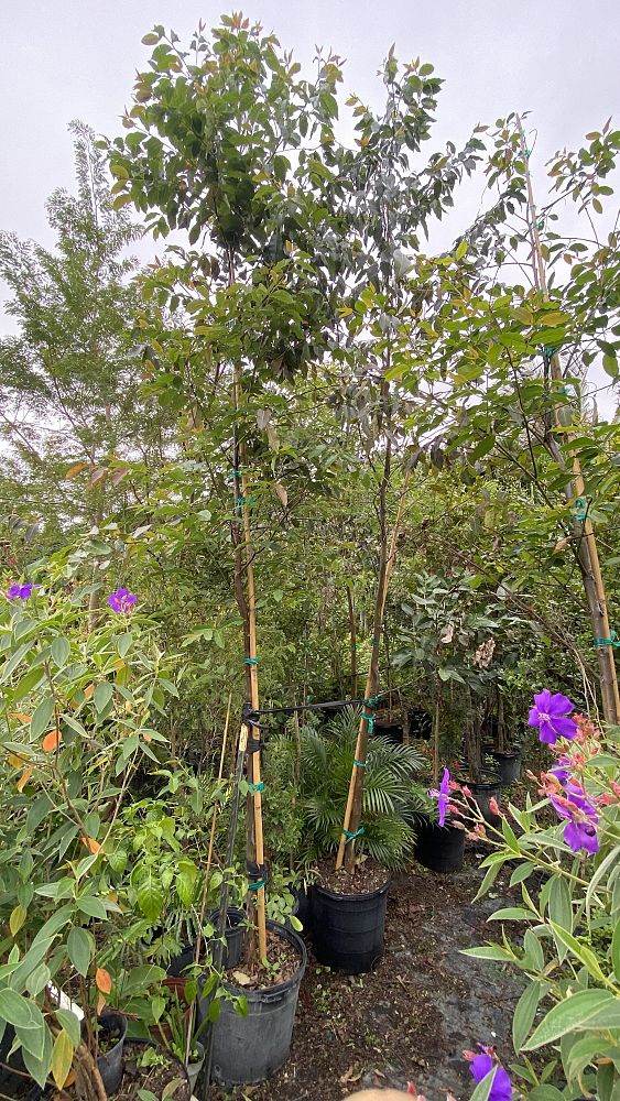 eucalyptus-deglupta-mindanao-gum-rainbow-eucalyptus