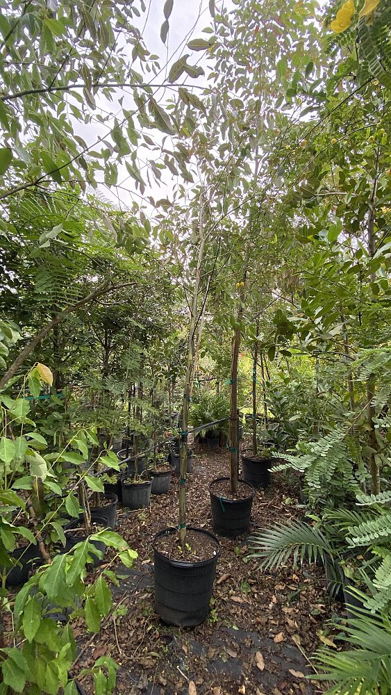 eucalyptus-deglupta-mindanao-gum-rainbow-eucalyptus