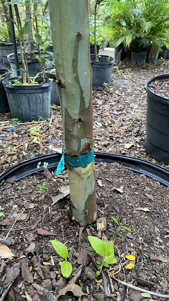 eucalyptus-deglupta-mindanao-gum-rainbow-eucalyptus