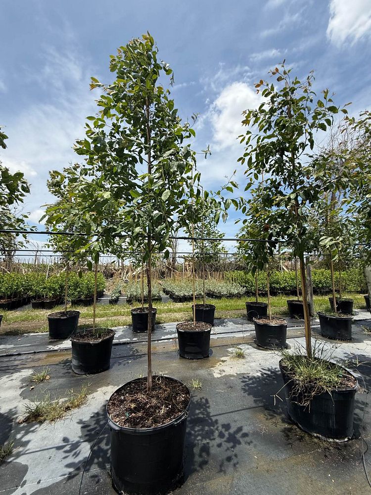 eucalyptus-deglupta-mindanao-gum-rainbow-eucalyptus