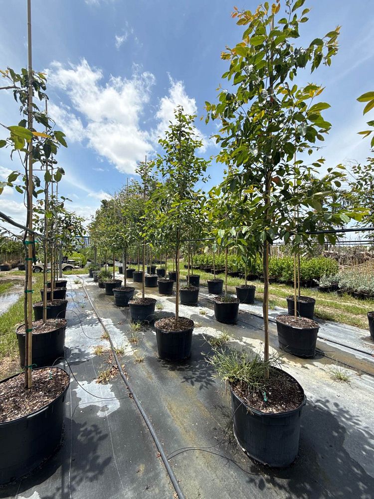 eucalyptus-deglupta-mindanao-gum-rainbow-eucalyptus