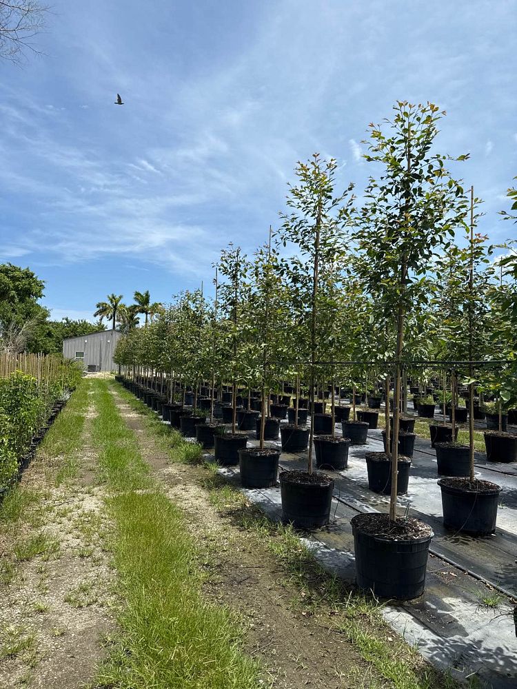 eucalyptus-deglupta-mindanao-gum-rainbow-eucalyptus