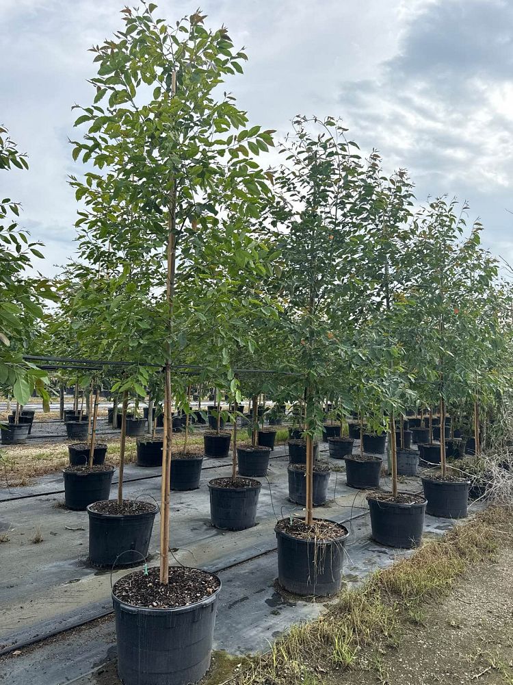 eucalyptus-deglupta-mindanao-gum-rainbow-eucalyptus