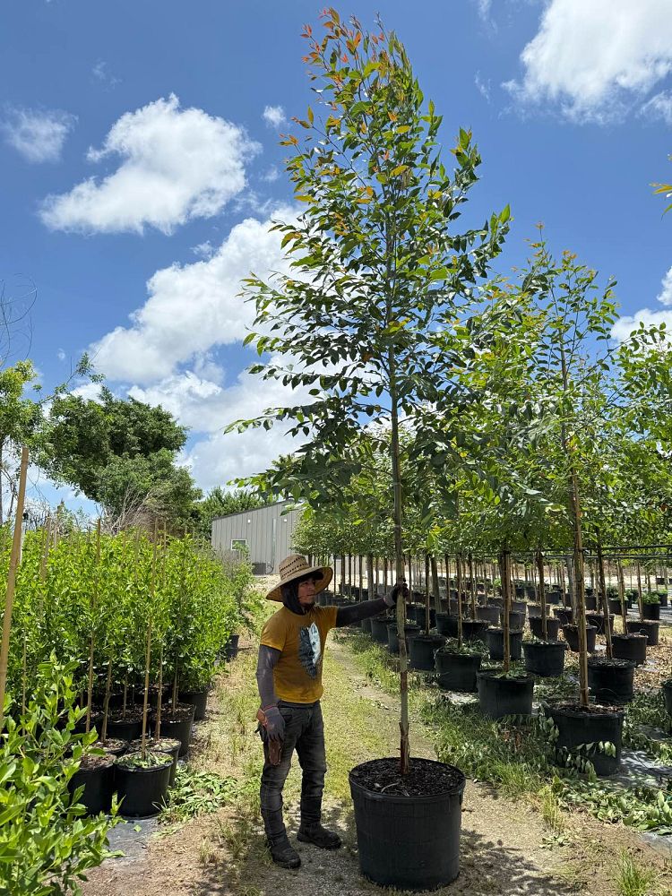 eucalyptus-deglupta-mindanao-gum-rainbow-eucalyptus
