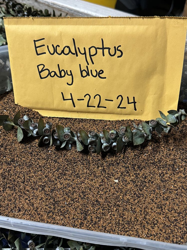 eucalyptus-pulverulenta-baby-blue-florist-silver-dollar
