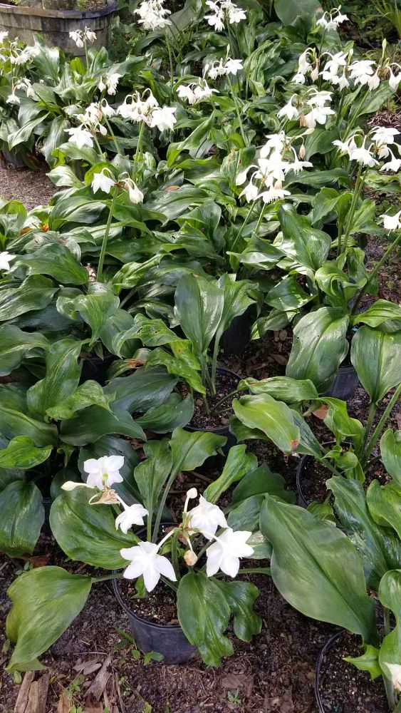 eucharis-amazonica-amazon-lily