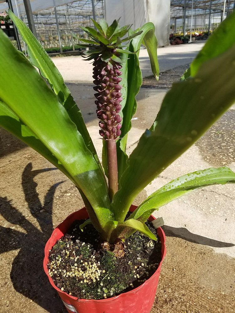 eucomis-comosa-leia-pineapple-lily