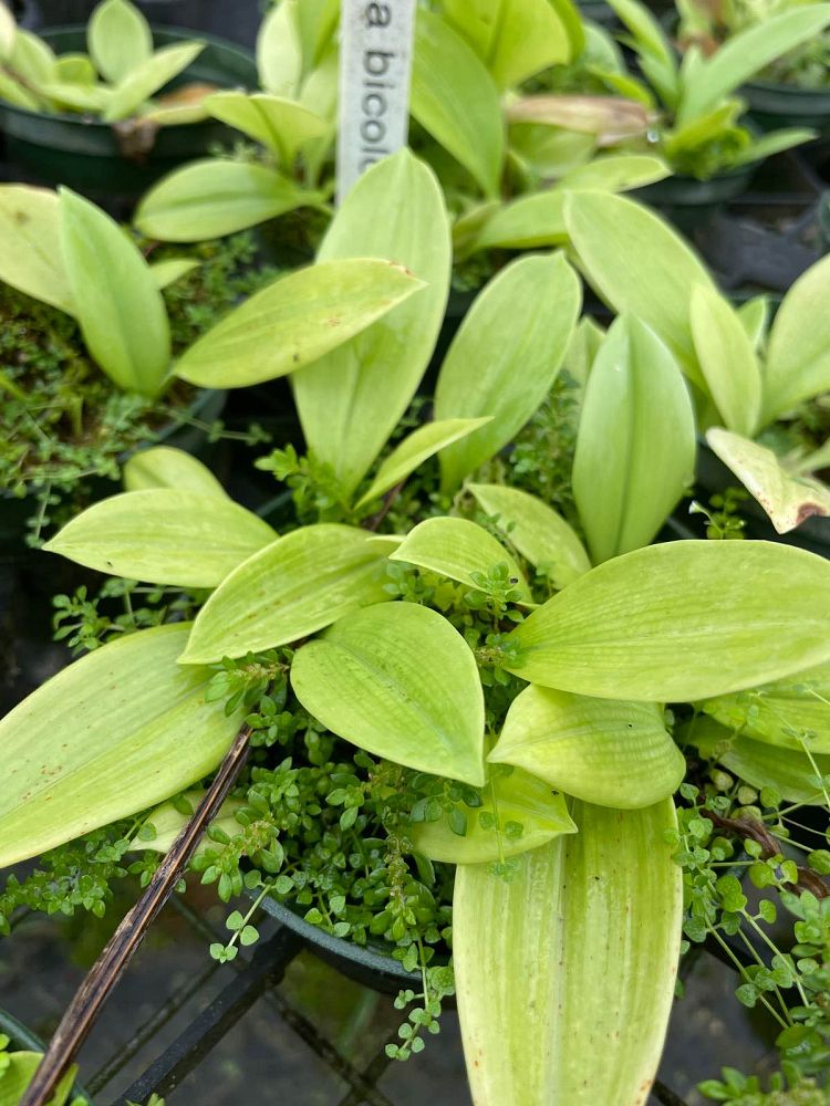eucrosia-bicolor