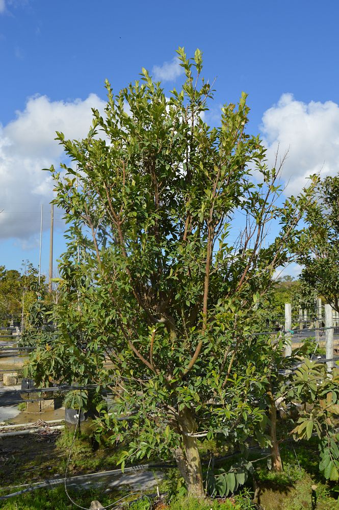 eugenia-aggregata-cherry-of-the-rio-grande