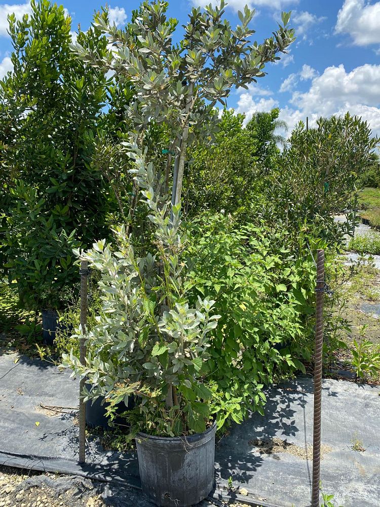 eugenia-axillaris-white-stopper