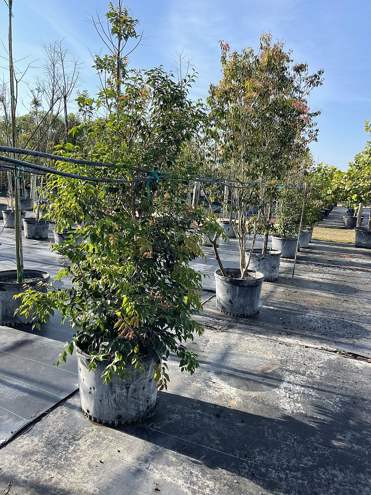 eugenia-axillaris-white-stopper