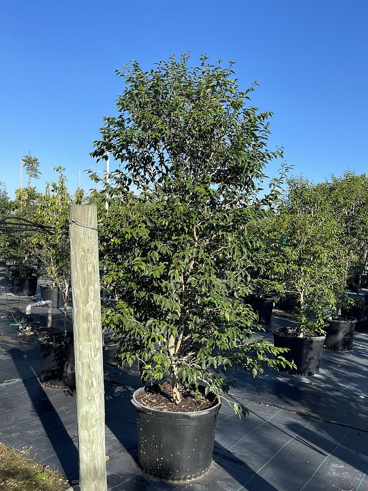 eugenia-axillaris-white-stopper