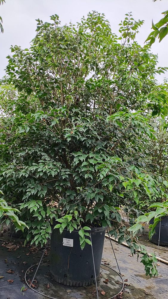 eugenia-axillaris-white-stopper