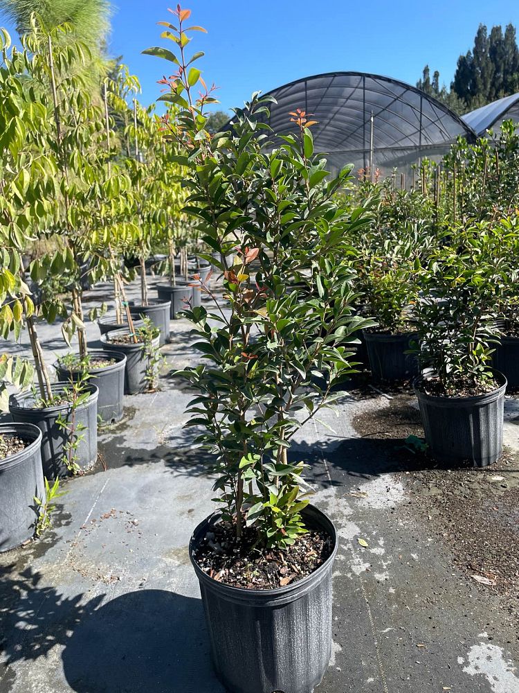 eugenia-axillaris-white-stopper