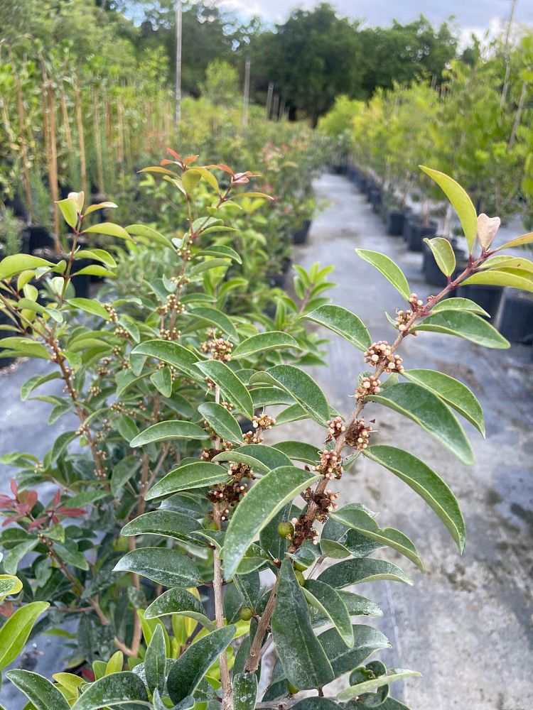 eugenia-axillaris-white-stopper