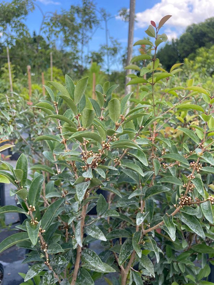 eugenia-axillaris-white-stopper