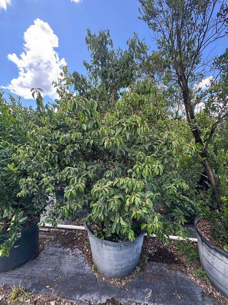 eugenia-axillaris-white-stopper