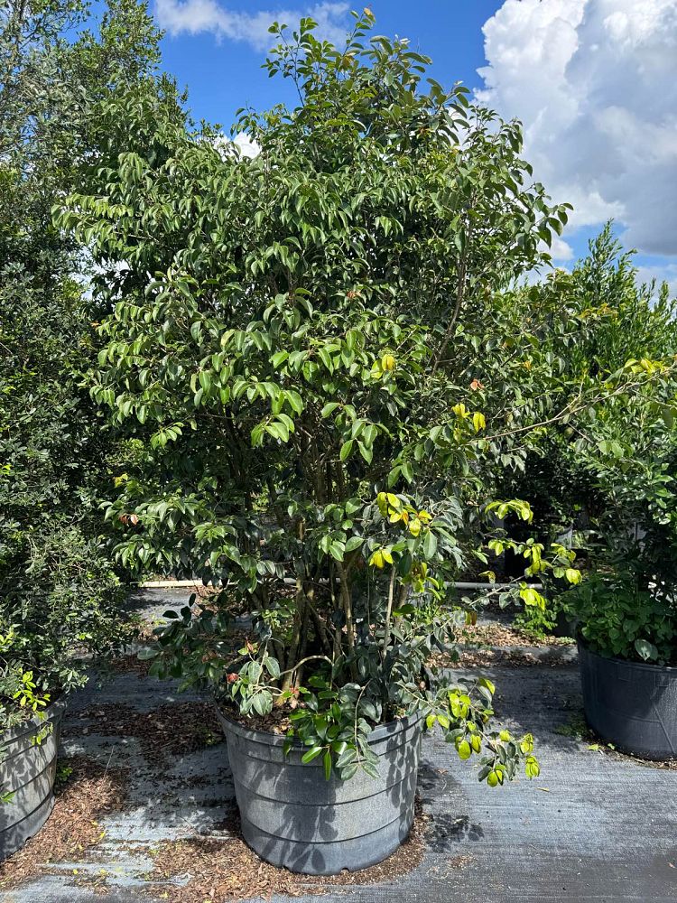 eugenia-axillaris-white-stopper
