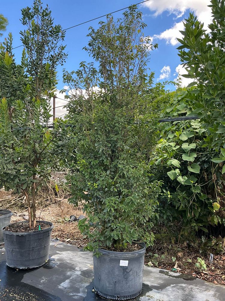 eugenia-axillaris-white-stopper