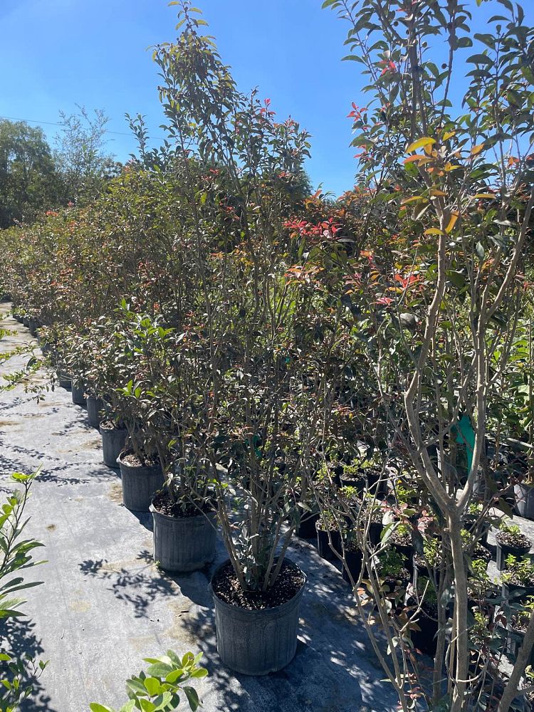 eugenia-axillaris-white-stopper