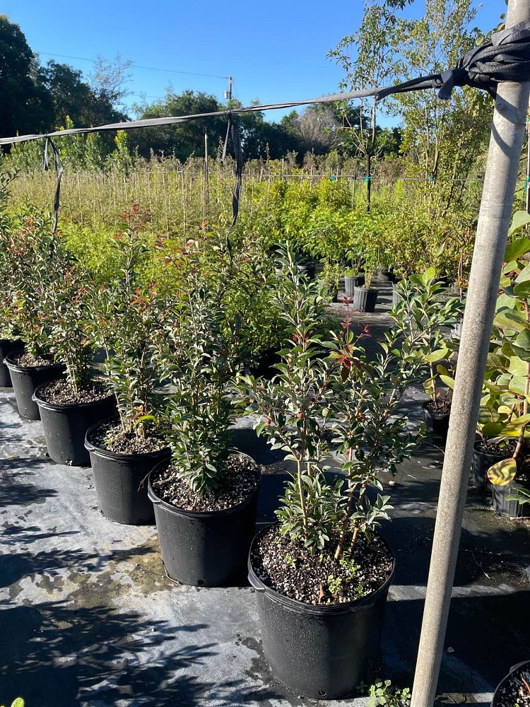 eugenia-axillaris-white-stopper