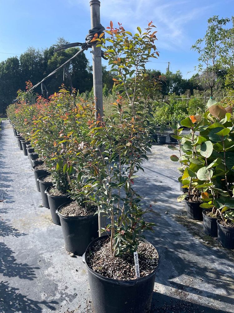 eugenia-axillaris-white-stopper