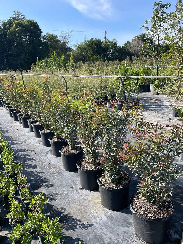 eugenia-axillaris-white-stopper