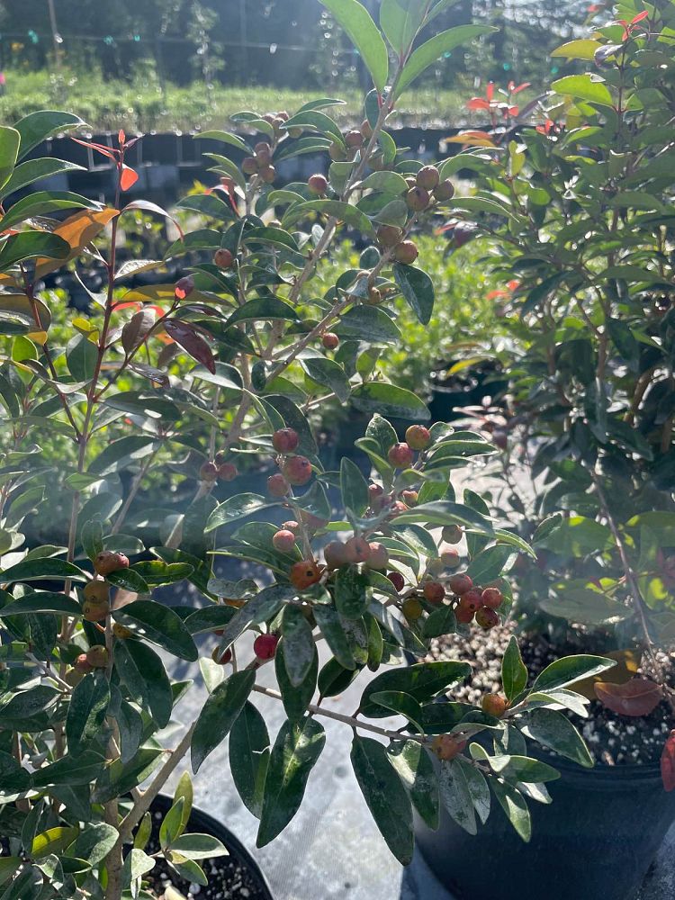 eugenia-axillaris-white-stopper