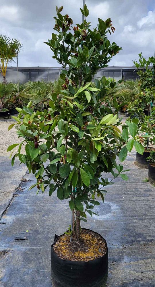 eugenia-brasiliensis-grumichama-brazil-cherry
